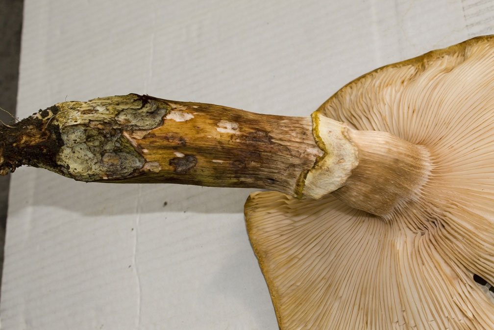 Armillaria?